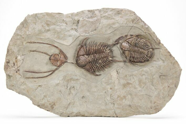 Two Stunningly Prepared Foulonia Trilobites With Two Lonchodomas #215159